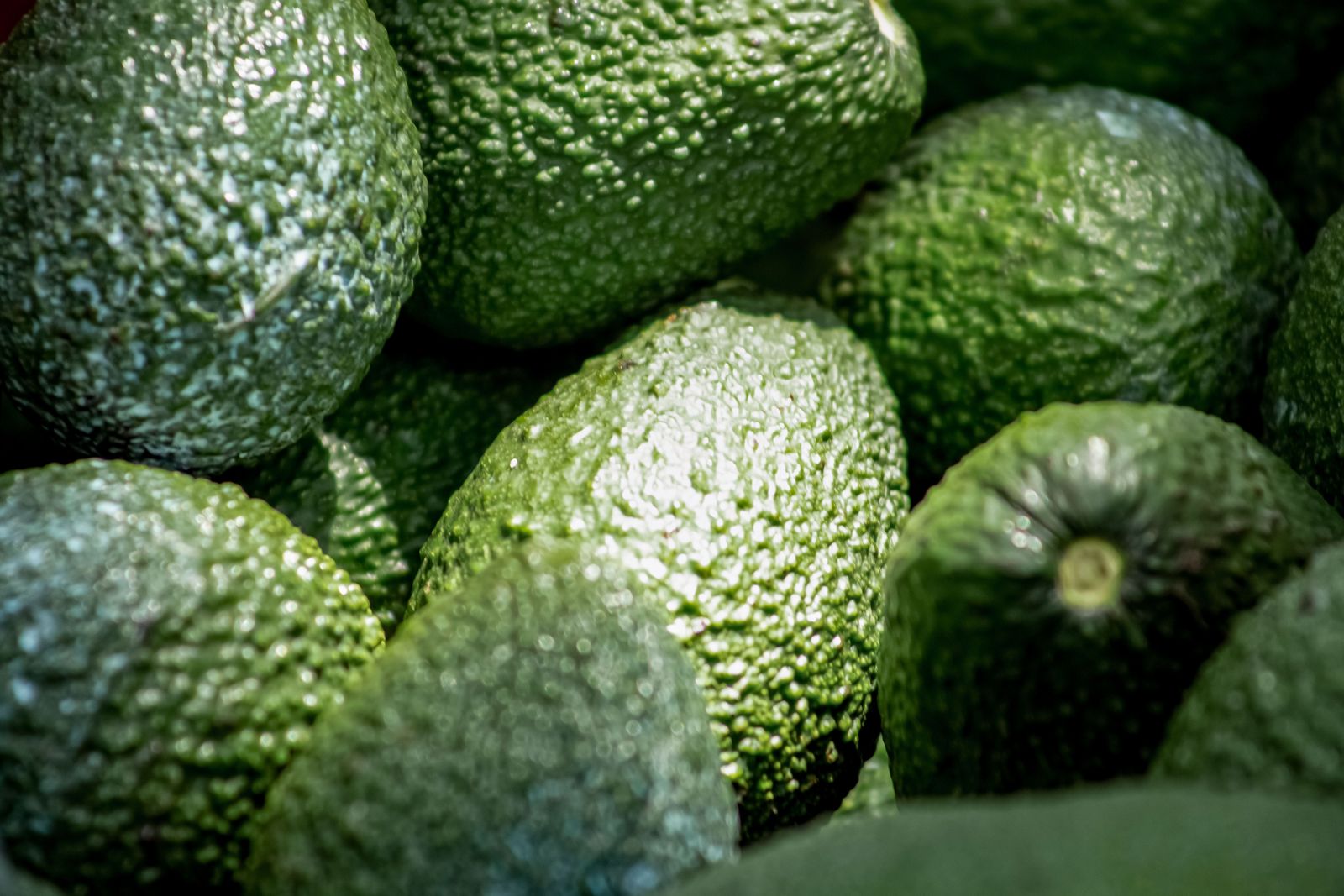 Consolidan méxico y brasil comercio agrícola basado en sanidad e inocuidad la revista del sureste mx Mexbra 1 1