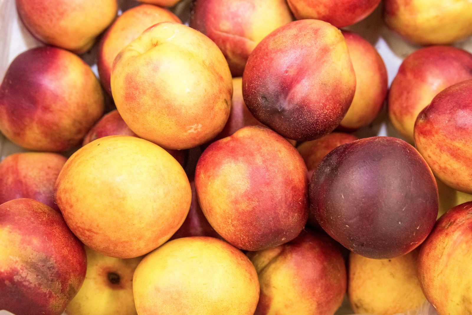 Consolidan méxico y brasil comercio agrícola basado en sanidad e inocuidad la revista del sureste mx Mexbra 2