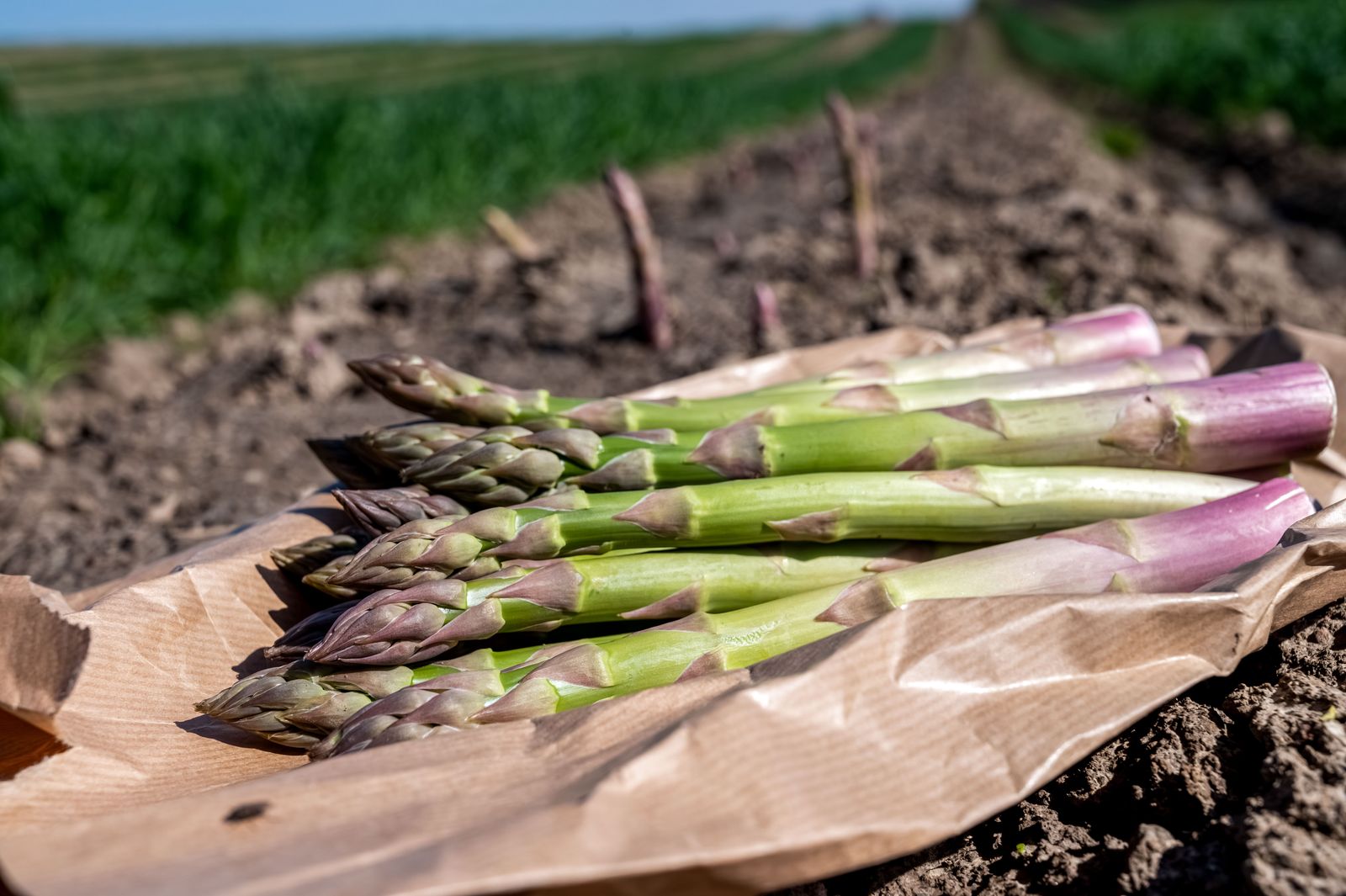 Consolidan méxico y brasil comercio agrícola basado en sanidad e inocuidad la revista del sureste mx Mexbra 4