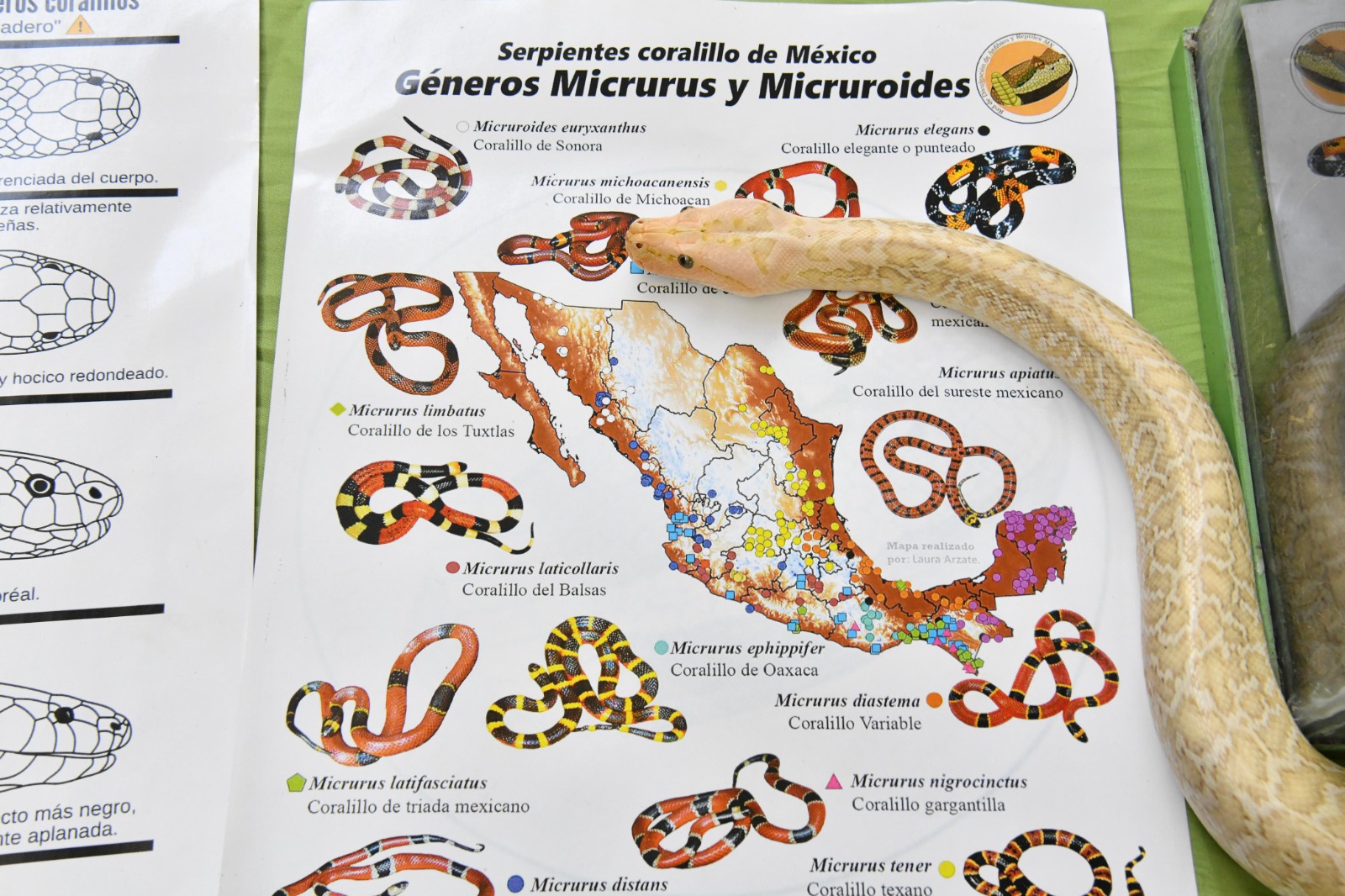 Museo “José Narciso Rovirosa” presenta exhibición de reptiles