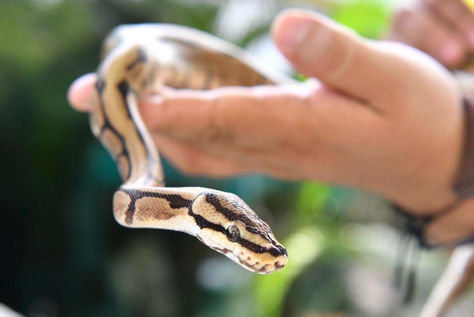 Museo “josé narciso rovirosa” presenta exhibición de reptiles la revista del sureste mx Serpientes 2