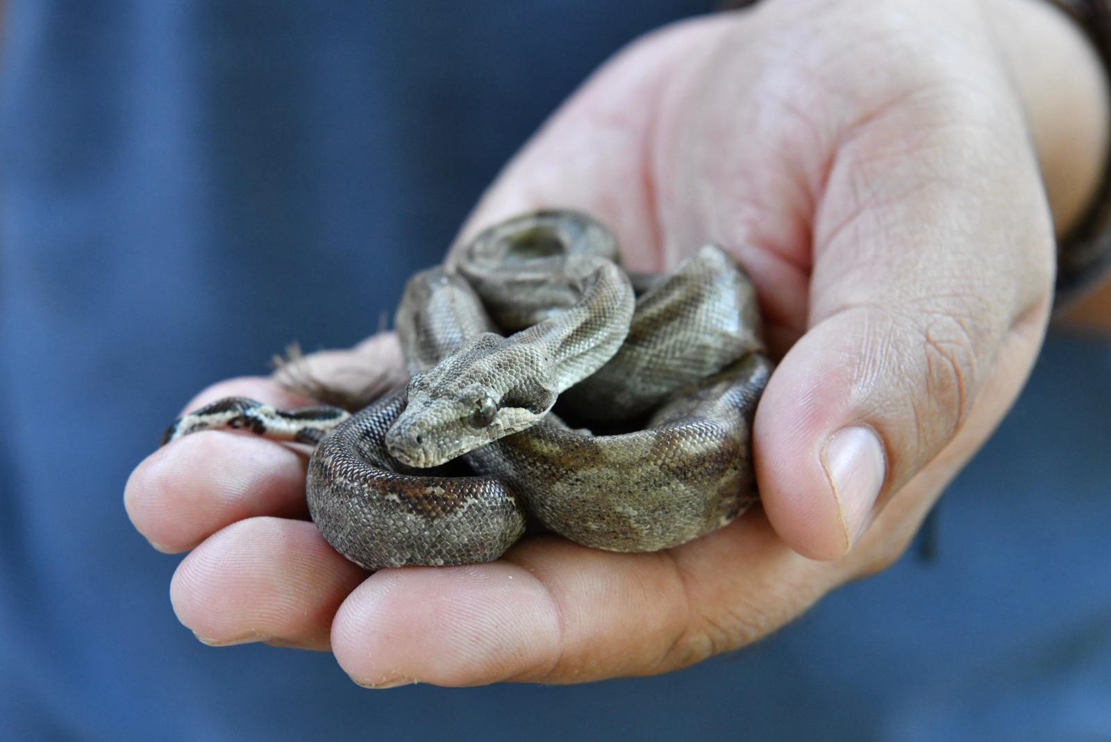 Museo “josé narciso rovirosa” presenta exhibición de reptiles la revista del sureste mx Serpientes 4