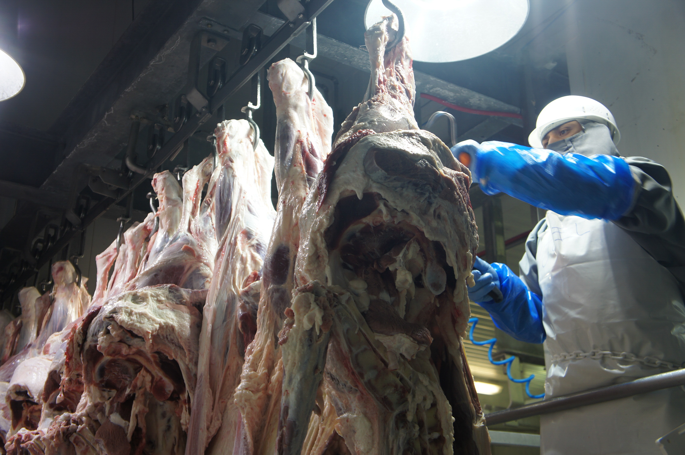 Canadá refrenda equivalencia del sistema tif mexicano para exportación cárnica la revista del sureste mx Carnes 1