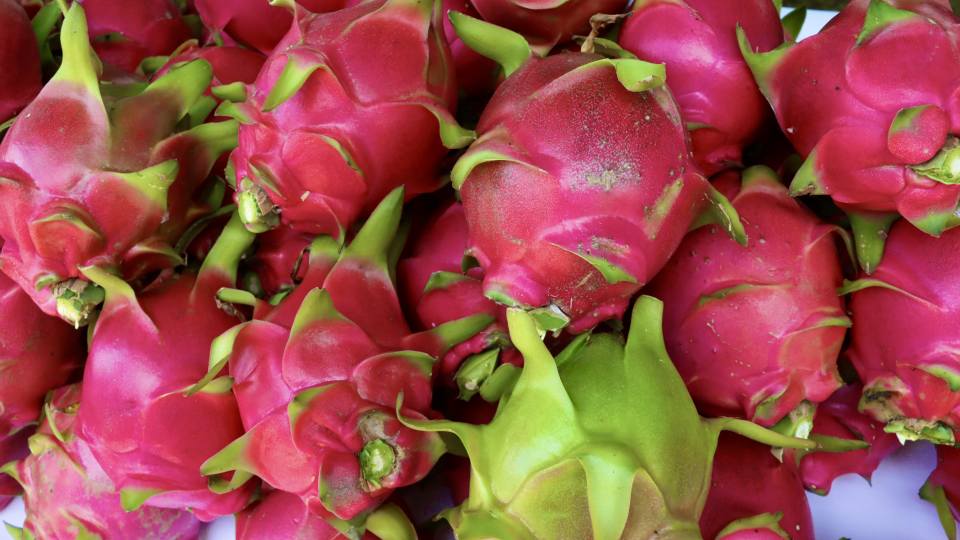 Oaxaca celebra la pitahaya expo agro 2025 y abre nuevos mercados para el fruto dragón la revista del sureste mx Pitahaya