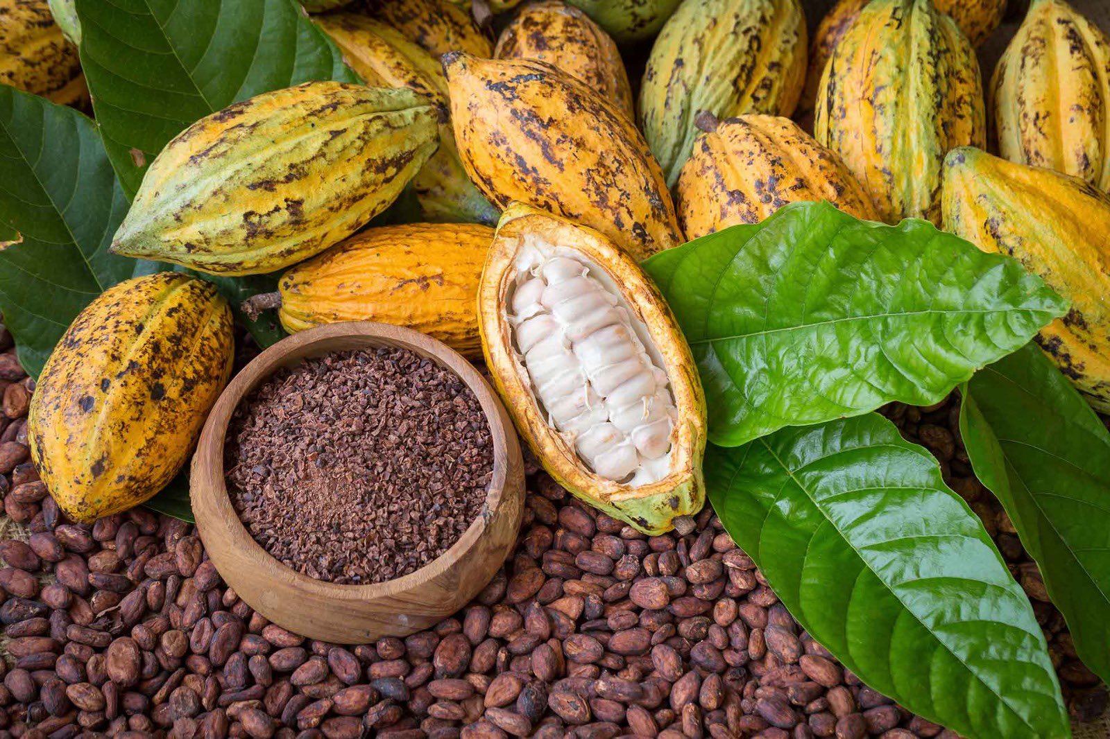 Tabasco, chiapas y veracruz: los destinos donde el cacao es identidad, economía y sabor la revista del sureste mx Cacao 11