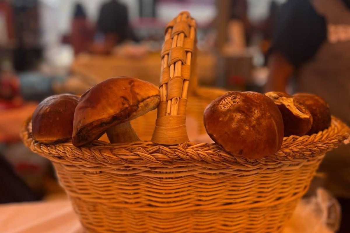 Oaxaca celebra el Festival del Hongo 2025: micología, cultura y turismo en la Sierra Sur