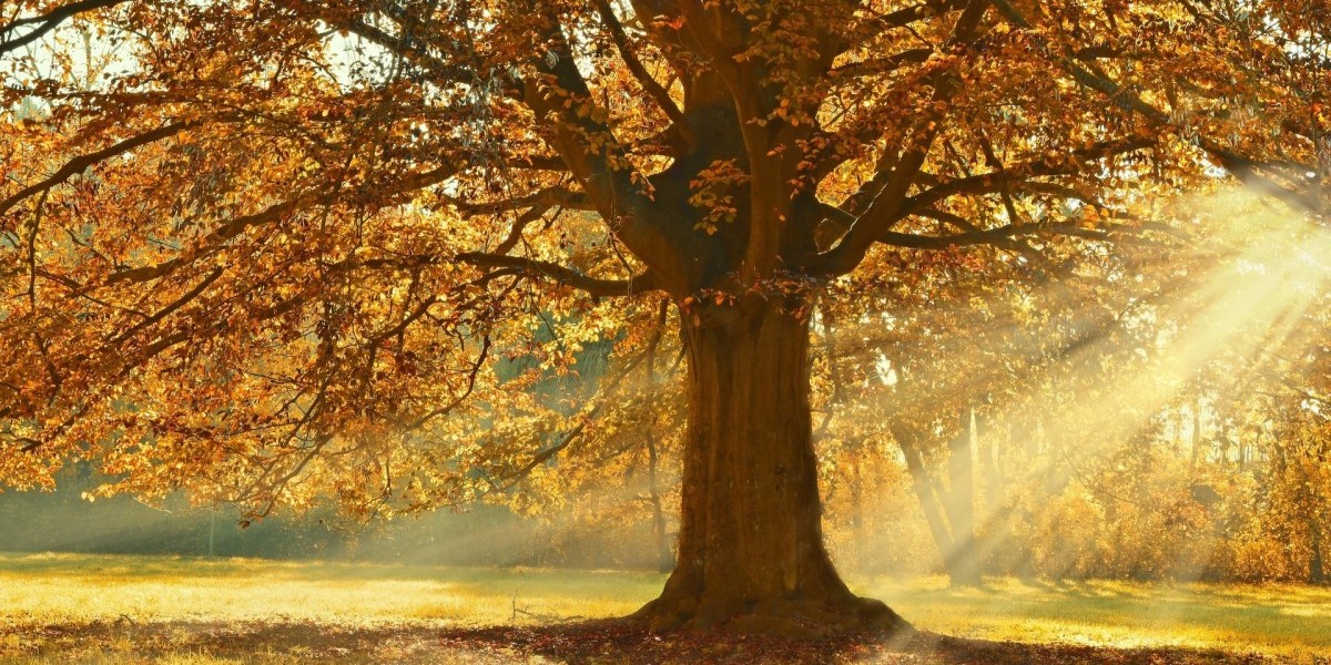 ¿cuándo es el equinoccio de otoño 2025? Hora exacta y lo que significa este evento cósmico la revista del sureste mx Otono 2