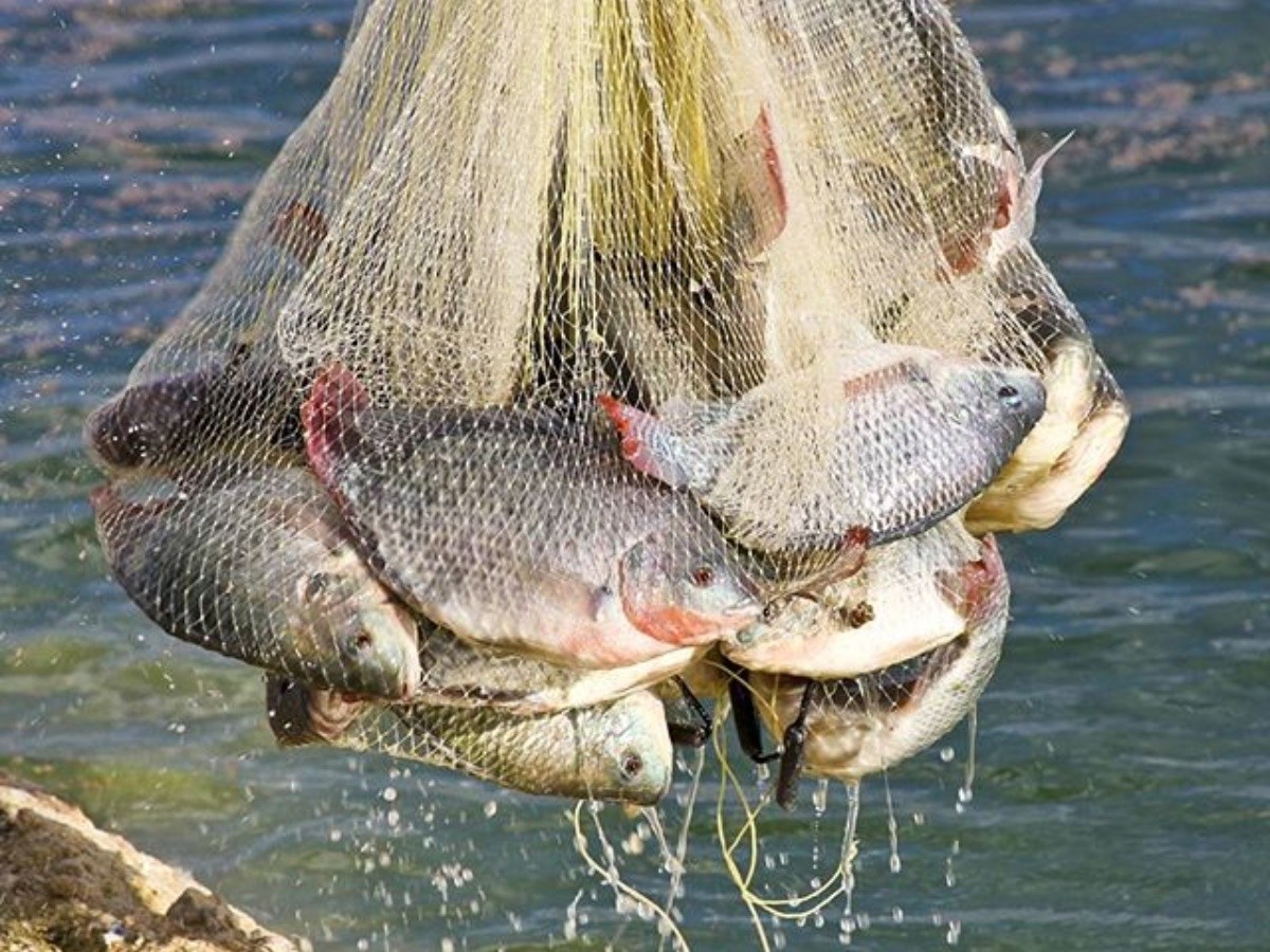 Tilapia