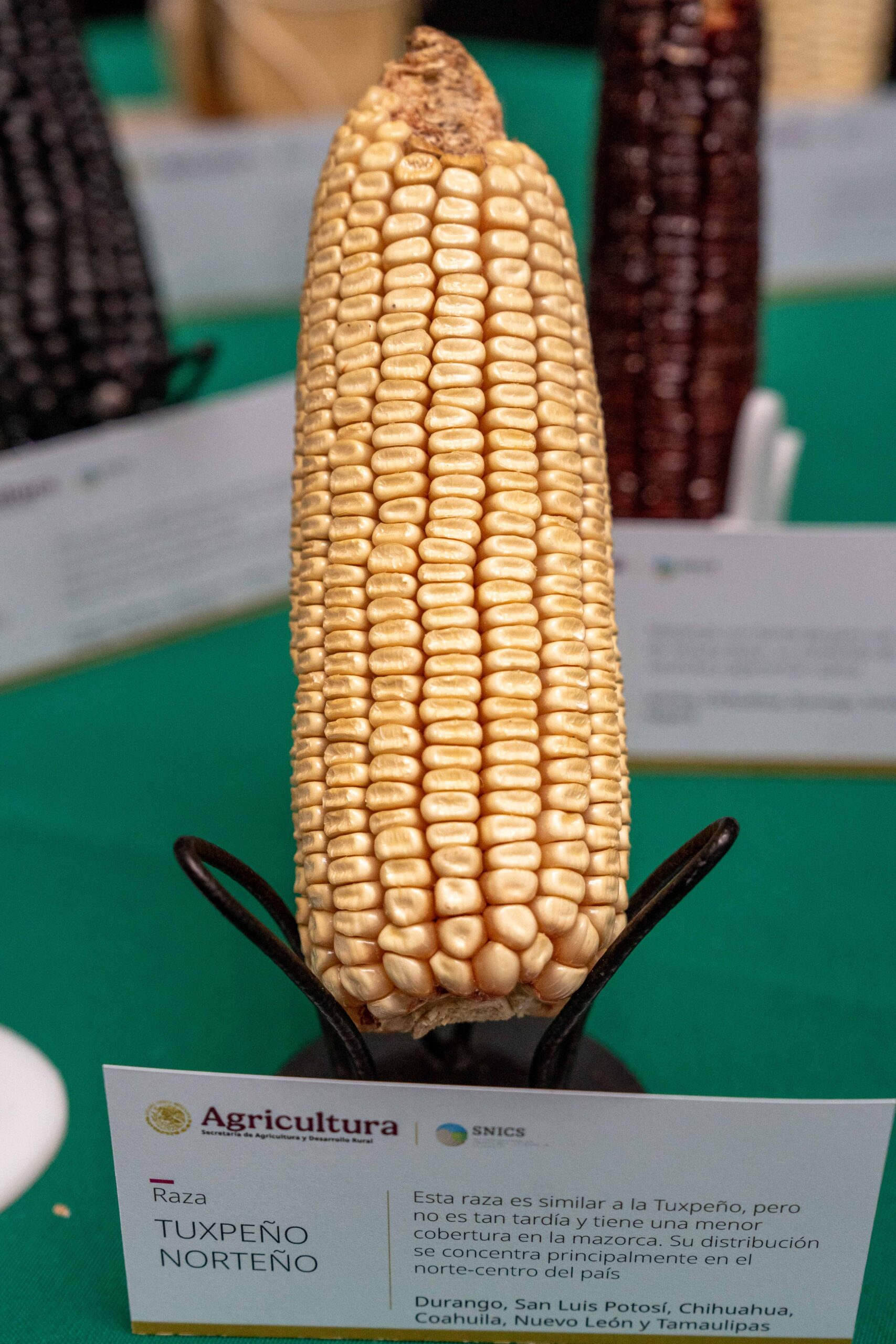 "la trenza": la exposición que celebra a los guardianes del maíz mexicano y su legado ancestral la revista del sureste mx 250929 Jbs Exposicion Foto La Trenza 1 Scaled