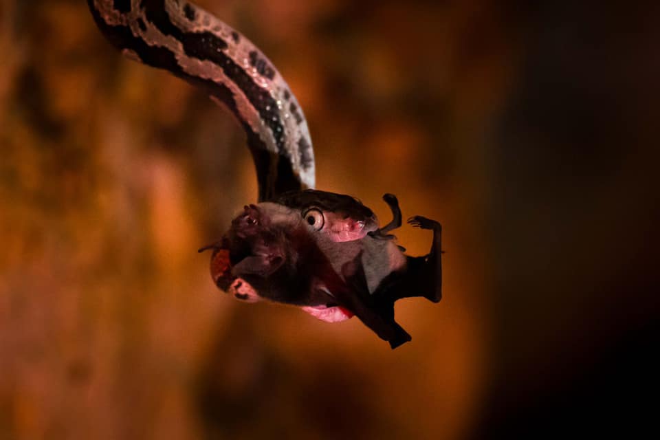 “descubre en quintana roo la cueva de las serpientes colgantes: un espectáculo natural único en el mundo la revista del sureste mx 474807925 1249466246615974 5318831730586494500 N