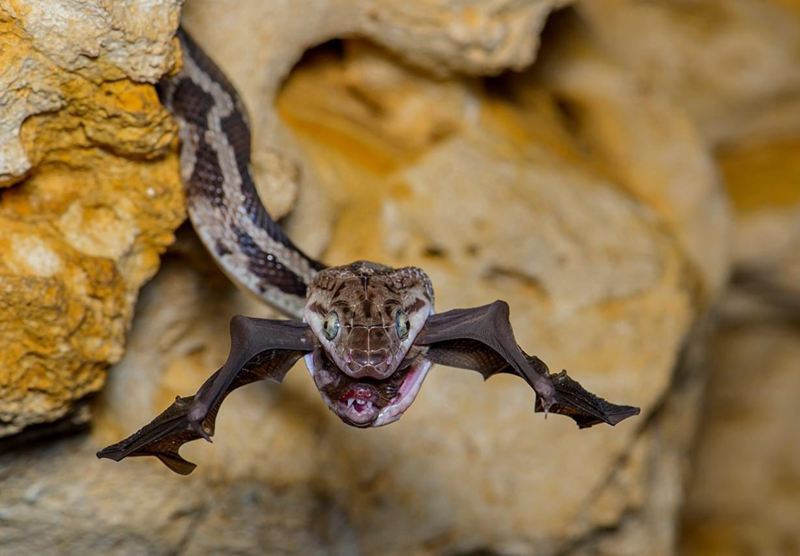 “Descubre en Quintana Roo la Cueva de las Serpientes Colgantes: Un espectáculo natural único en el mundo