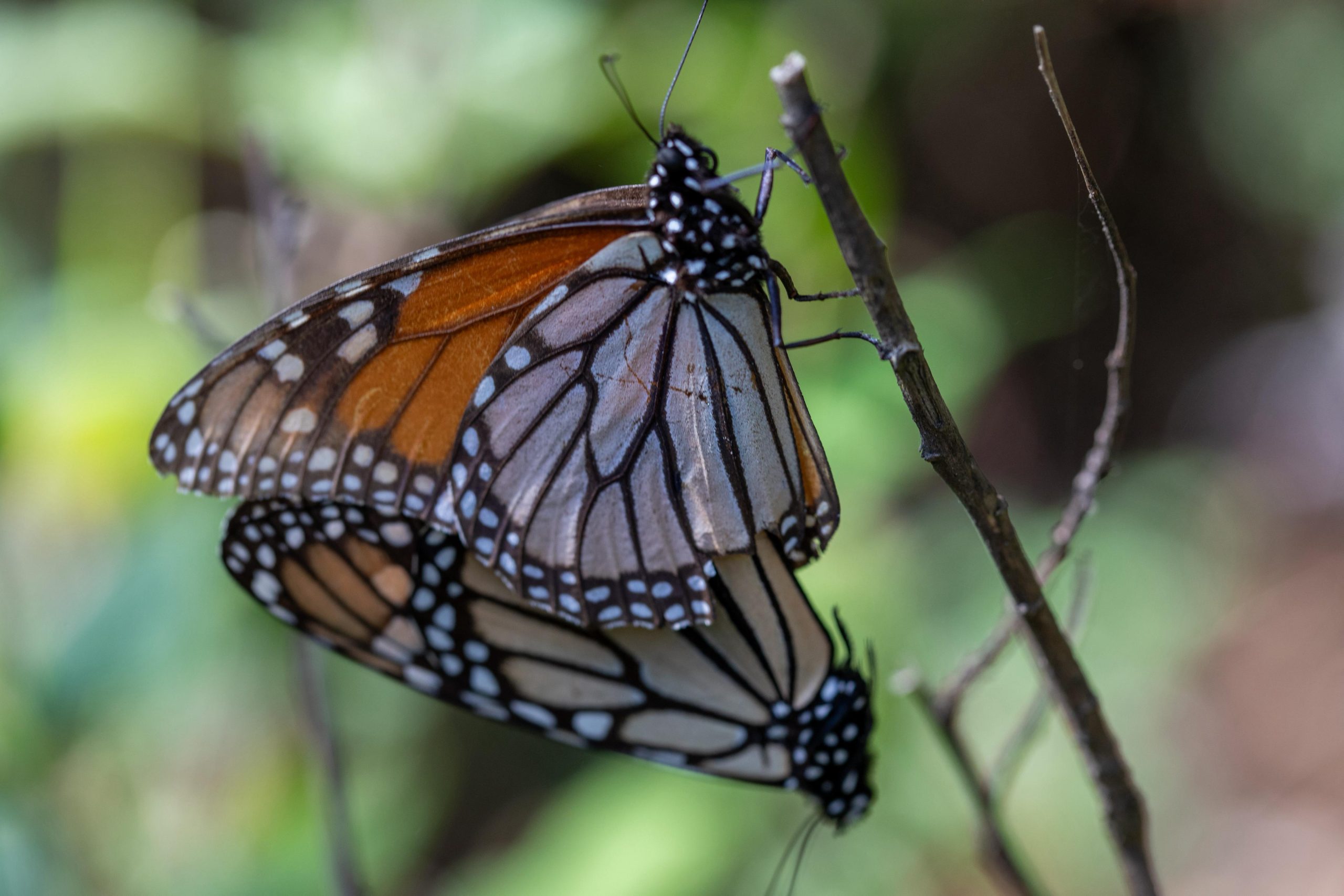 Mexico Abre El Camino A La Magia Inicia Oficialmente La Temporada De La Mariposa Monarca 2025–2026 En Michoacan