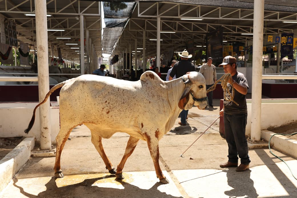 “tabasco impulsa la ganadería nacional con la tercera muestra mexicana del cebú 2025” la revista del sureste mx Whatsapp Image 2025 11 01 At 5.05.31 Pm