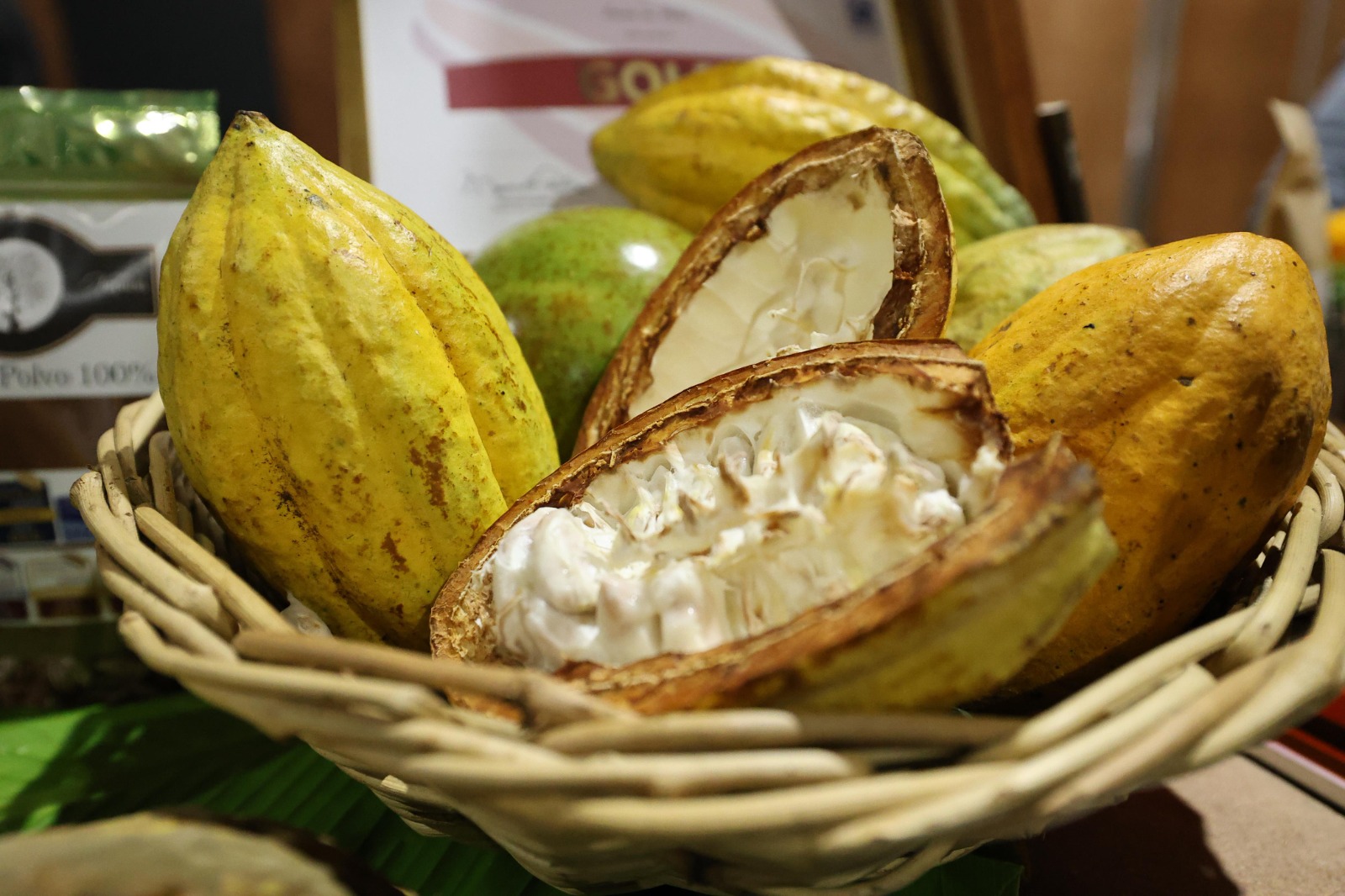 El cacao tabasqueño conquista corazones: así arrancó el 14° festival del chocolate 2025 la revista del sureste mx Whatsapp Image 2025 11 15 At 6.54.23 Am