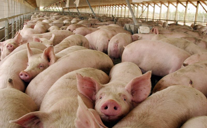 Opormex Refrenda Su Compromiso De Colaboracion Con Agricultura Y Senasica Para Fortalecer El Blindaje Sanitario De