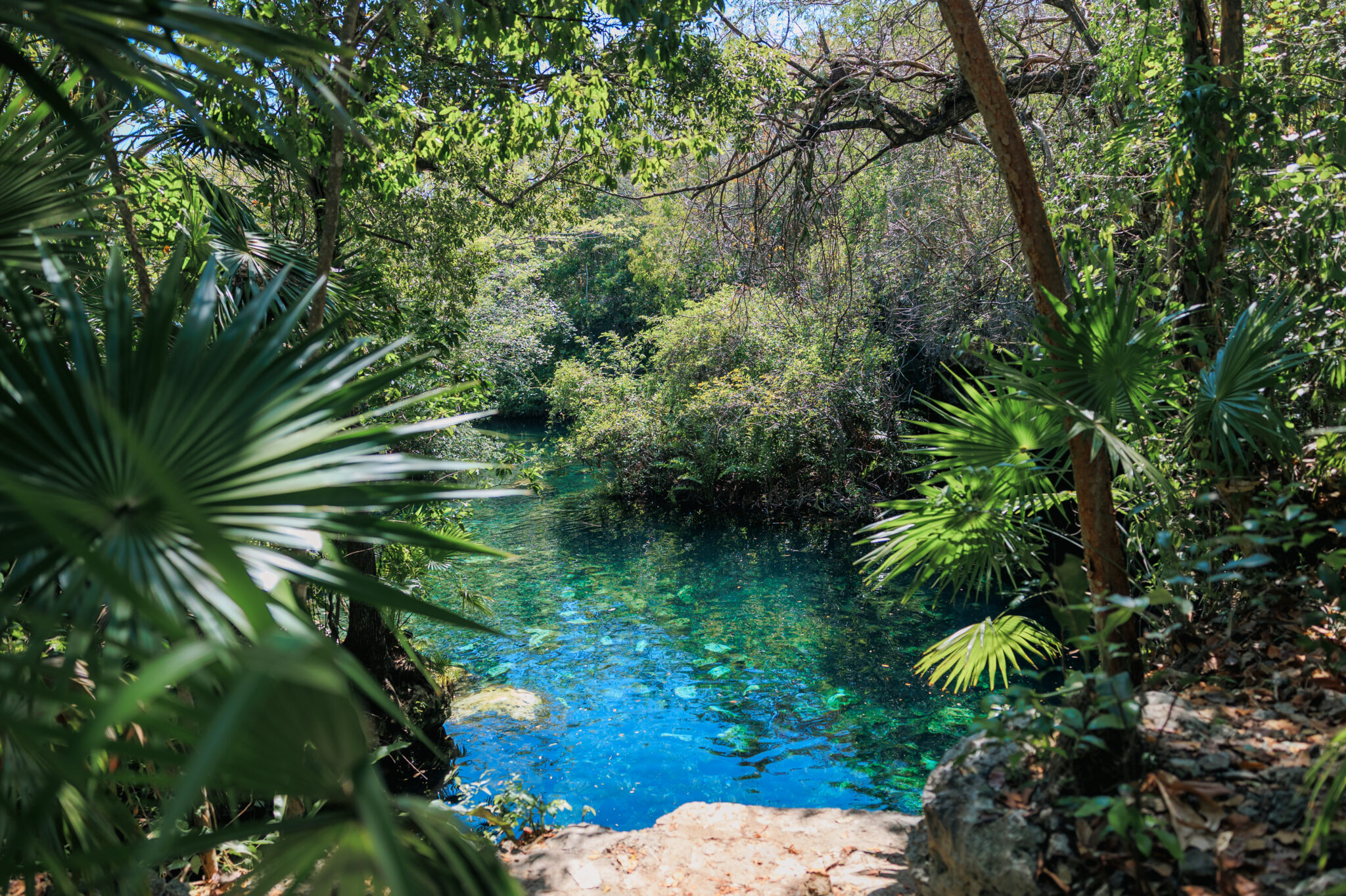 Ruta de los cenotes en puerto morelos: guía, ubicación y qué hacer la revista del sureste mx Ruta De Los Cenotes En Puerto Morelos, Quintana Roo