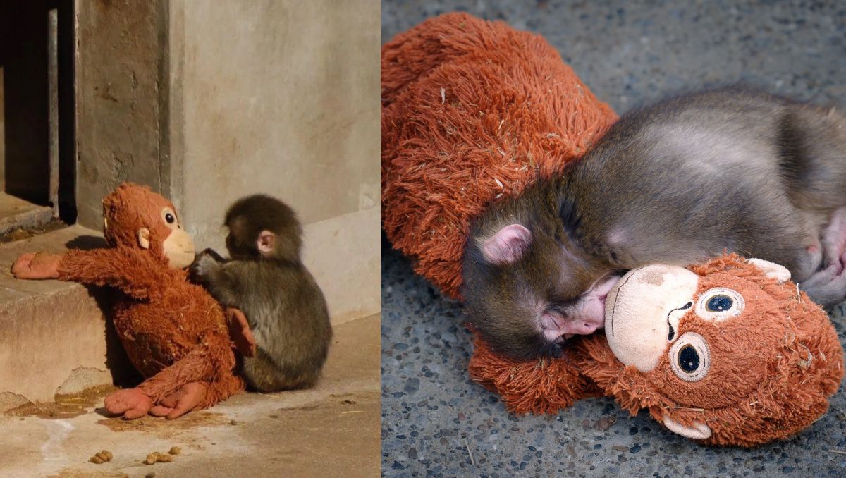 Punch El Macaco Japones Que Conmueve Al Mundo Con Su Madre De Peluche