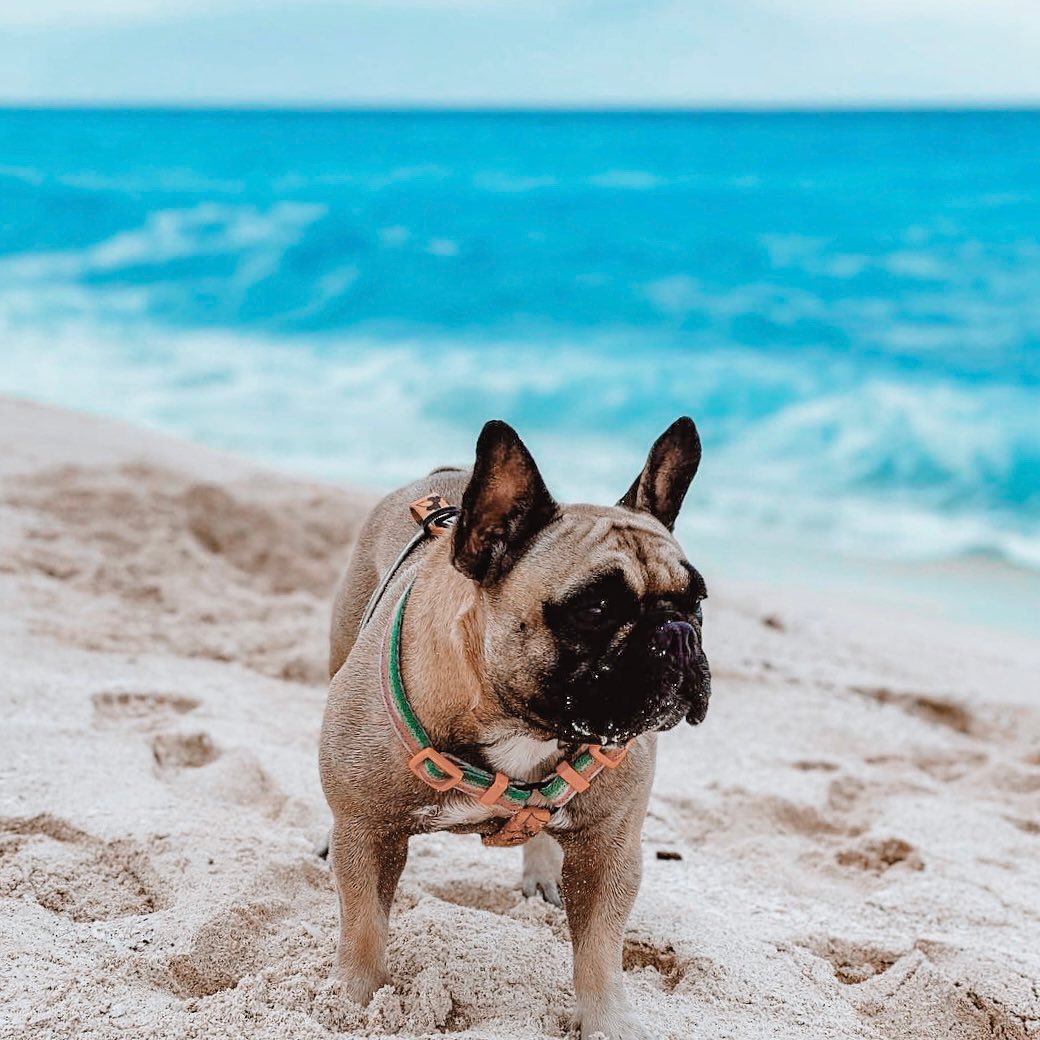 ¿Ya Conoces Nuestro Programa Pet It ® ¡Tu Mejor Amigo Igual Puede Disfrutar De Unas Inolvidabes 1 1