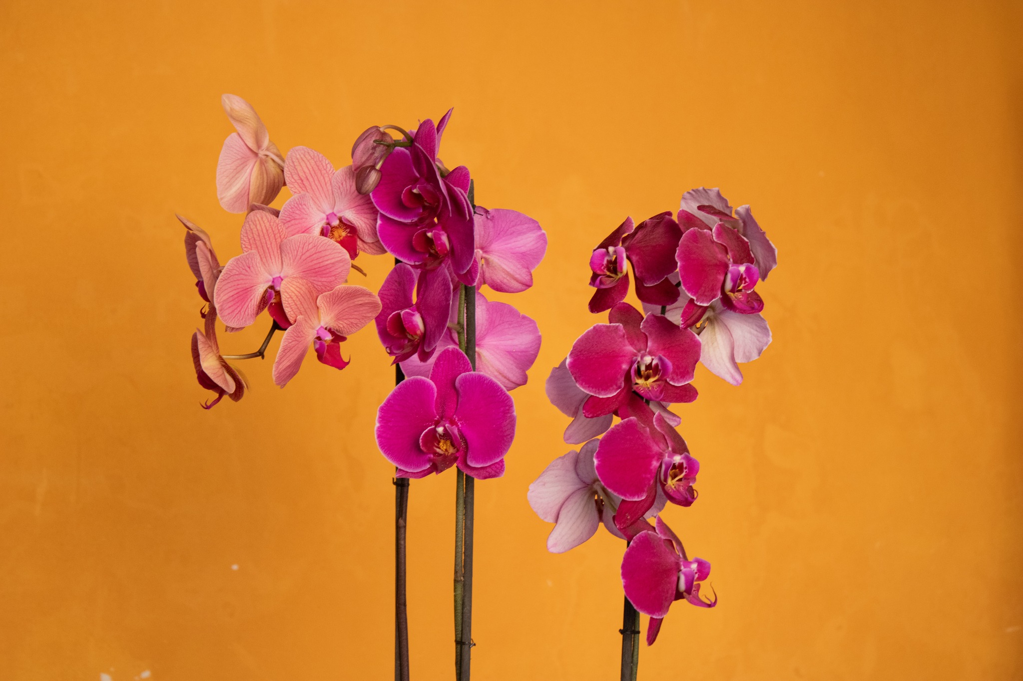 Festival Internacional De La Orquidea 2026 Coatepec Se Vestira De Flores