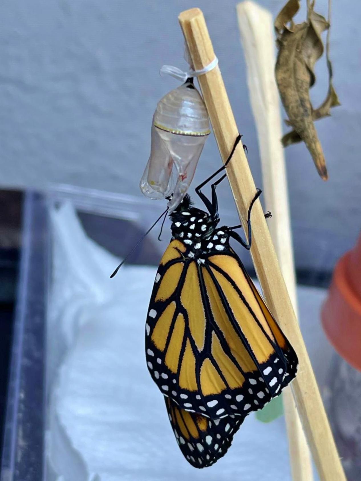 Fpmc crea jardines para proteger a la mariposa monarca en cozumel la revista del sureste mx Una Fotografía De Plano Medio Vertical Captura Una Mariposa Monarca Recién Nacida Aferrándose A Un Delgado Poste De Madera Vertical. La Mariposa Tiene Las Alas Plegadas, De Color Naranja Brillante Con Venas Negras Y Bordes Negros Con Motas Blancas.