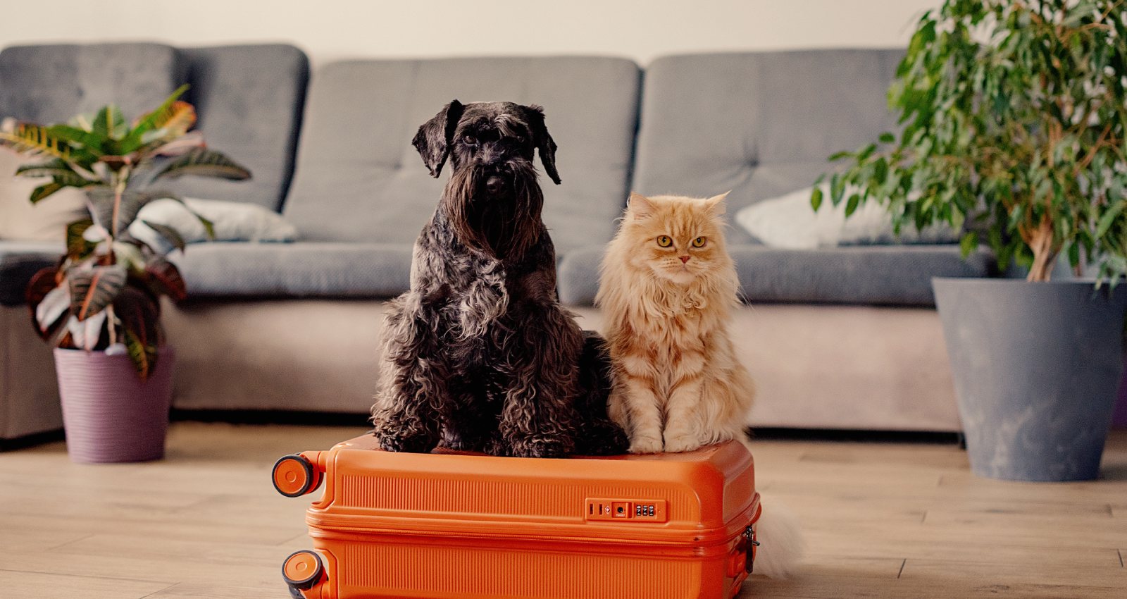 Guía Completa: 4 Hoteles Pet-Friendly en Cancún para vacacionar con tu mascota