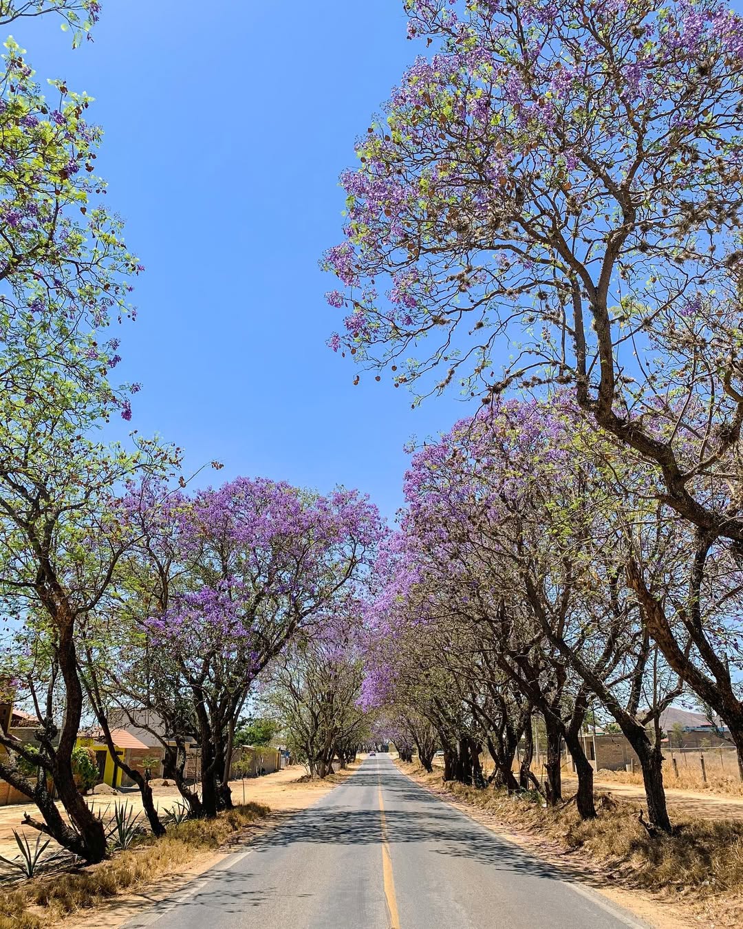 Jacarandas en oaxaca: el legado japonés que tiñe de violeta el corazón de la capital la revista del sureste mx Fotografía En Perspectiva De Una Carretera Asfaltada De Dos Carriles Con Una Línea Amarilla Central, Flanqueada Por Hileras De Árboles De Jacaranda En Plena Floración. Las Copas De Los Árboles, Cargadas De Flores Color Violeta Y Morado, Se Inclinan Hacia El Centro Formando Un Túnel Natural.