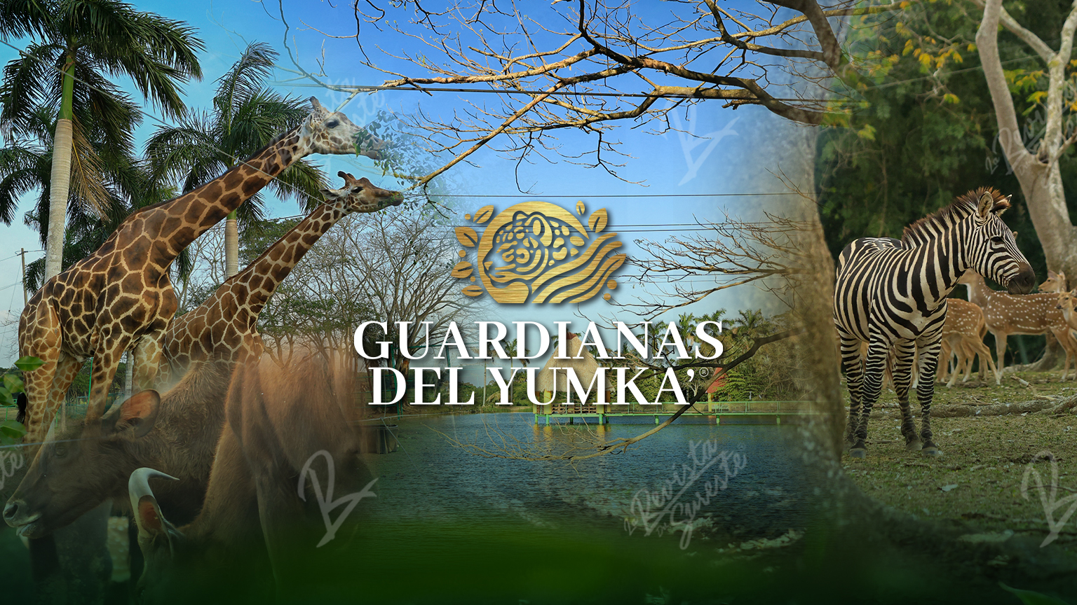 Yumka El Latido Salvaje De Tabasco