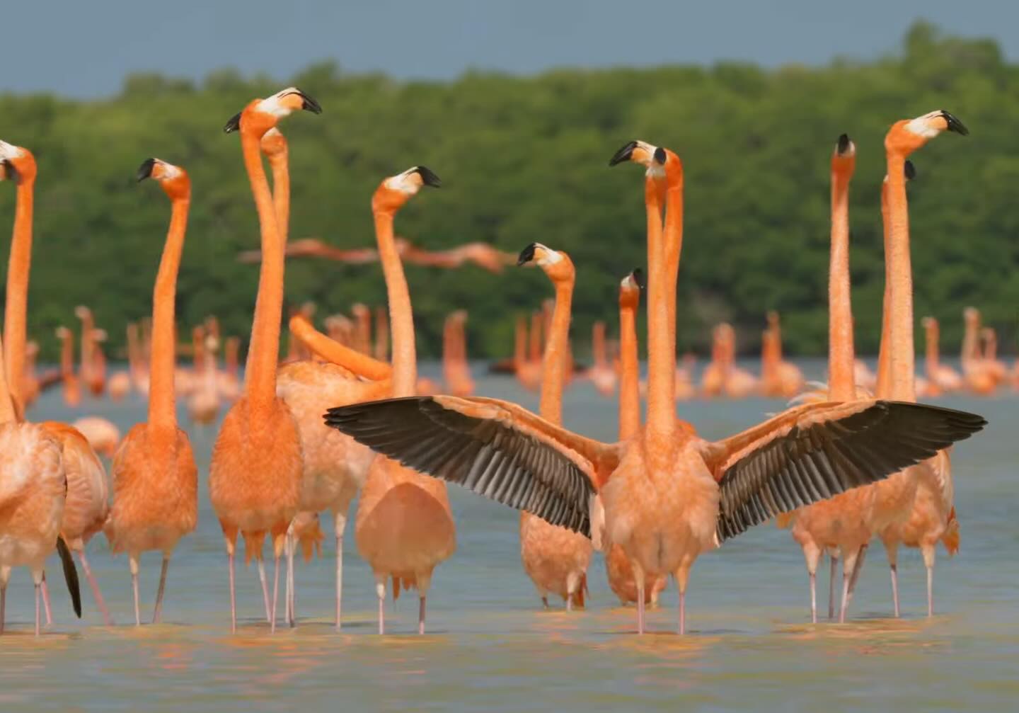 Flamingos: La Vida Después Del Meteorito