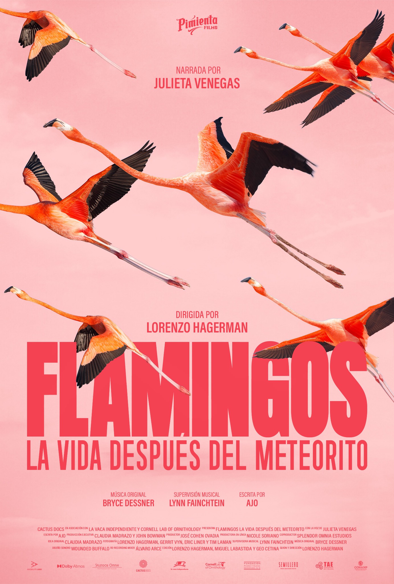 Flamingos: la vida después del meteorito; lorenzo hagerman y la resiliencia en el corazón de yucatán la revista del sureste mx Flamingos La Vida Después Del Meteorito