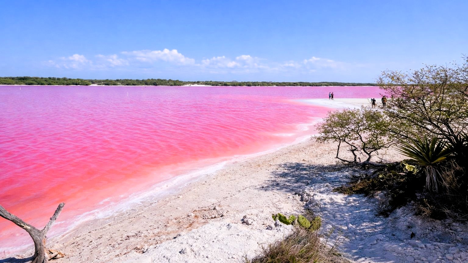La Herradura: El santuario rosa que lidera el renacimiento ecoturístico en Campeche
