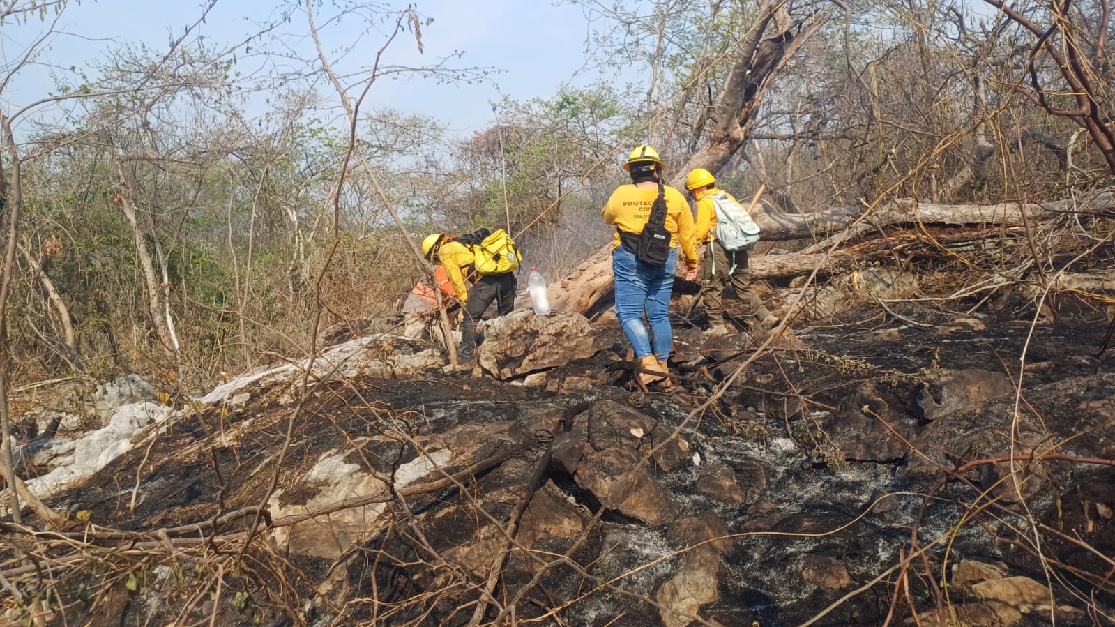 Alerta en el cañón del sumidero: brigadas logran control total tras incendio forestal la revista del sureste mx Cuatro Brigadistas De Protección Civil Realizan Labores De Liquidación En Un Área Siniestrada Del Parque Nacional Cañón Del Sumidero. Se Observa El Terreno Rocoso Y Empinado Con El Suelo Carbonizado Por El Incendio Reciente, Mientras El Equipo, Equipado Con Cascos Amarillos, Uniformes Institucionales Y Mochilas De Herramientas, Avanza Entre La Vegetación Dañada Y Restos De Ramas Quemadas.
