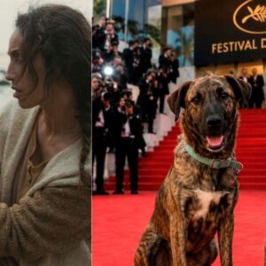De cachorra abandonada a estrella en cannes: la perrita chilena yuri gana la palm dog 2026 por la película "la perra" la revista del sureste mx Un Díptico Que Muestra Dos Fotografías Horizontales Relacionadas Con El Festival De Cannes. La Imagen De La Izquierda Es Una Escena De Película En Plano Medio, Con Luz Tenue Y Fría, Donde Una Mujer De Cabello Largo Y Rizado, Vestida Con Un Suéter De Tejido Beige, Sostiene Con Ternura El Rostro De Un Perro Mestizo Atigrado De Pelaje Oscuro Frente A Un Fondo Costero Y Un Mar Difuminado. La Imagen De La Derecha Muestra A Dos Perros Mestizos De Pelaje Atigrado Y Marrón (Uno Adulto Con Collar Verde Claro Y Un Cachorro Con Arnés Amarillo) Sentados Sobre Una Alfombra Roja Brillante. Al Fondo Se Aprecia La Escalinata Del Palacio De Festivales De Cannes Con El Letrero Oficial &Amp;Quot;Festival De Cannes&Amp;Quot; Y Decenas De Fotógrafos De Prensa Con Cámaras Listos Para Capturar La Escena.