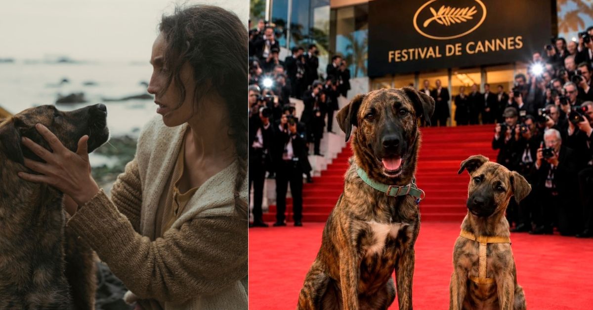 Un Díptico Que Muestra Dos Fotografías Horizontales Relacionadas Con El Festival De Cannes. La Imagen De La Izquierda Es Una Escena De Película En Plano Medio, Con Luz Tenue Y Fría, Donde Una Mujer De Cabello Largo Y Rizado, Vestida Con Un Suéter De Tejido Beige, Sostiene Con Ternura El Rostro De Un Perro Mestizo Atigrado De Pelaje Oscuro Frente A Un Fondo Costero Y Un Mar Difuminado. La Imagen De La Derecha Muestra A Dos Perros Mestizos De Pelaje Atigrado Y Marrón (Uno Adulto Con Collar Verde Claro Y Un Cachorro Con Arnés Amarillo) Sentados Sobre Una Alfombra Roja Brillante. Al Fondo Se Aprecia La Escalinata Del Palacio De Festivales De Cannes Con El Letrero Oficial &Quot;Festival De Cannes&Quot; Y Decenas De Fotógrafos De Prensa Con Cámaras Listos Para Capturar La Escena.