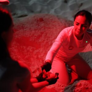 Una Mujer Con Una Camisa Blanca Que Dice &Amp;Quot;Dirección De Ecología&Amp;Quot; Y Guantes Oscuros, Iluminada Por Una Luz Roja, Está De Rodillas Sobre Arena. Parece Estar Manipulando Huevos De Tortuga Mientras Otra Persona, También Con Guantes, Le Sostiene Los Huevos.