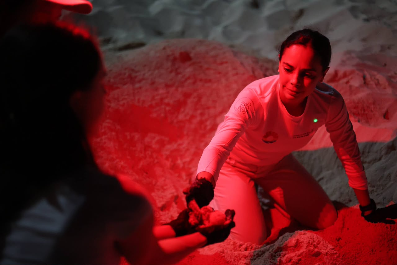 Cancún protege más de 130 mil huevos de tortuga marina en 2026