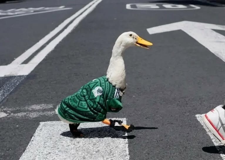 Del mundial a palacio nacional: claudia sheinbaum invitará al pato 'merlín' a "la mañanera" la revista del sureste mx Fotografía De Perfil Y De Cuerpo Completo Del Pato Merlín Caminando Sobre El Asfalto De Una Avenida De La Ciudad De México. El Pato, De Plumaje Completamente Blanco Y Pico Amarillo Abierto, Viste Una Playera Verde Oficial De La Selección Mexicana De Futbol Con Grabados Prehispánicos Inspirados En El Calendario Azteca Y El Escudo De La Federación En El Pecho. En Sus Patas Lleva Puestos Unos Pequeños Zapatos Protectores De Color Negro. Se Encuentra Cruzando Por Una Línea Peatonal Pintada De Blanco En El Pavimento, Y En La Esquina Inferior Derecha Se Alcanza A Ver Parcialmente Un Tenis De Color Blanco Con Detalles Rojos De Una Persona Que Camina A Su Lado. Al Fondo Se Aprecian Las Líneas Viales De Las Calles.