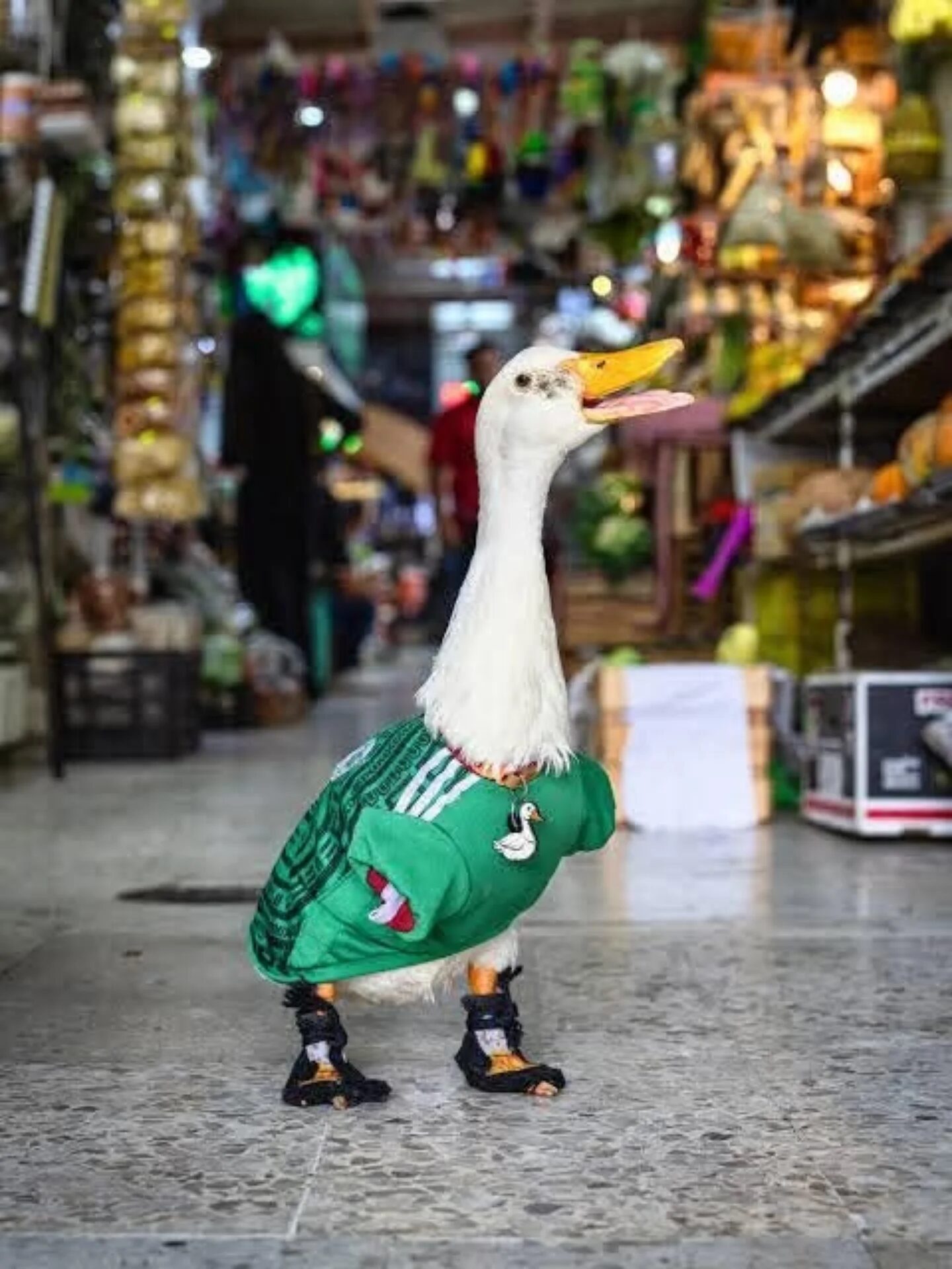 ¡méxico superando la ia! Conoce a merlín, el "pato mundialista" que enamora al mundo en el mundial 2026 la revista del sureste mx Fotografía En Plano Entero De Un Pato Blanco Doméstico Parado En El Pasillo Interior De Un Mercado Tradicional Mexicano. El Pato Lleva Puesta Una Playera Verde De La Selección Mexicana De Fútbol Con Un Pequeño Pin De Pato En El Pecho, Un Collar Rojo Y Calcetines Negros Protectores En Ambas Patas. El Ave Sostiene El Pico Abierto Con La Lengua Visible, Orientado Hacia La Derecha, Mientras El Fondo Del Mercado Aparece Difuminado.
