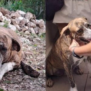 El milagro de la selva maya: keiko, la perrita que no abandonó a don fermín en el umbral del olvido la revista del sureste mx &Amp;Quot;El Milagro De La Selva Maya: Keiko, La Perrita Que No Abandonó A Don Fermín En El Umbral Del Olvido&Amp;Quot;
