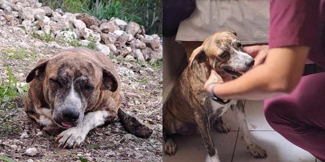El milagro de la Selva Maya: Keiko, la perrita que no abandonó a don Fermín en el umbral del olvido