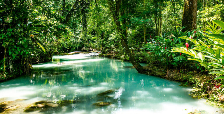 Un río de aguas turquesas y cristalinas fluye a través de una densa selva tropical en Tabasco, México. La escena muestra una exuberante vegetación verde con árboles altos, follaje tropical y flores rojas silvestres a la orilla del agua, capturando el paisaje natural de la Ruta Aventura en la Sierra.