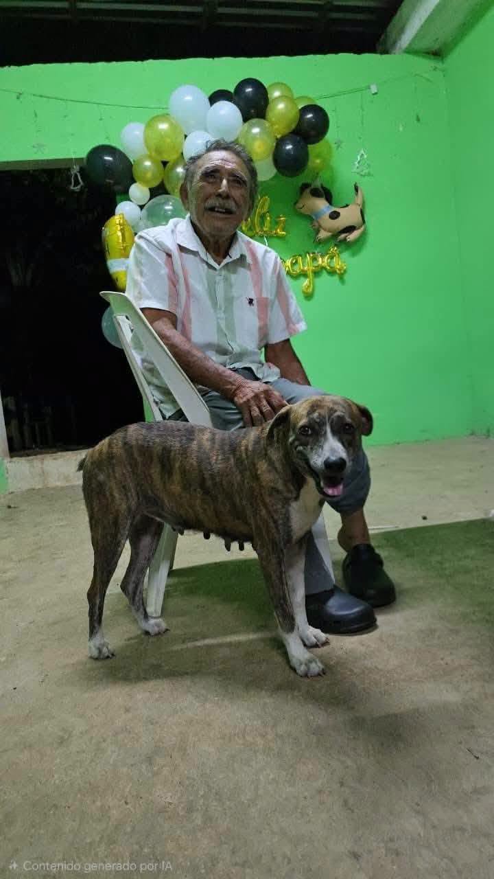 El milagro de la selva maya: keiko, la perrita que no abandonó a don fermín en el umbral del olvido la revista del sureste mx Otografía En Plano Entero De Un Hombre De La Tercera Edad Sonriendo, Sentado En Una Silla De Plástico Blanca Y Vistiendo Una Camisa De Rayas Verticales Claras. Frente A Él, En Primer Plano, Se Encuentra Parada Una Perrita De Tamaño Mediano Con Pelaje Atigrado En Tonos Marrón Y Negro, Con Manchas Blancas En El Pecho Y Las Patas. El Fondo Muestra Una Pared Verde Brillante Decorada Con Globos Amarillos, Blancos Y Negros Para Una Celebración.