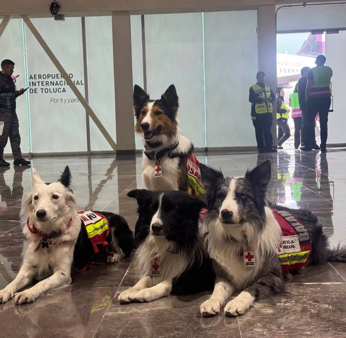 ¿quiénes son orly, balam, kenai y halley? Los perros rescatistas mexicanos que ya operan en venezuela la revista del sureste mx Los Cuatro Perros Rescatistas De La Cruz Roja Mexicana (Orly, Balam, Kenai Y Halley) Descansando Con Sus Chalecos De Rescate E Identificaciones En El Piso Del Aeropuerto Internacional De Toluca Antes De Su Viaje.