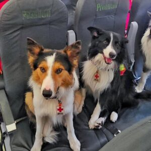 ¿quiénes son orly, balam, kenai y halley? Los perros rescatistas mexicanos que ya operan en venezuela la revista del sureste mx Res Perros De Búsqueda Y Rescate Border Collie De La Cruz Roja Mexicana (Orly, Balam Y Kenai), Sentados Con Arneses Y Placas De Identificación De La Cruz Roja En Asientos De Un Avión, Listos Para Su Misión.