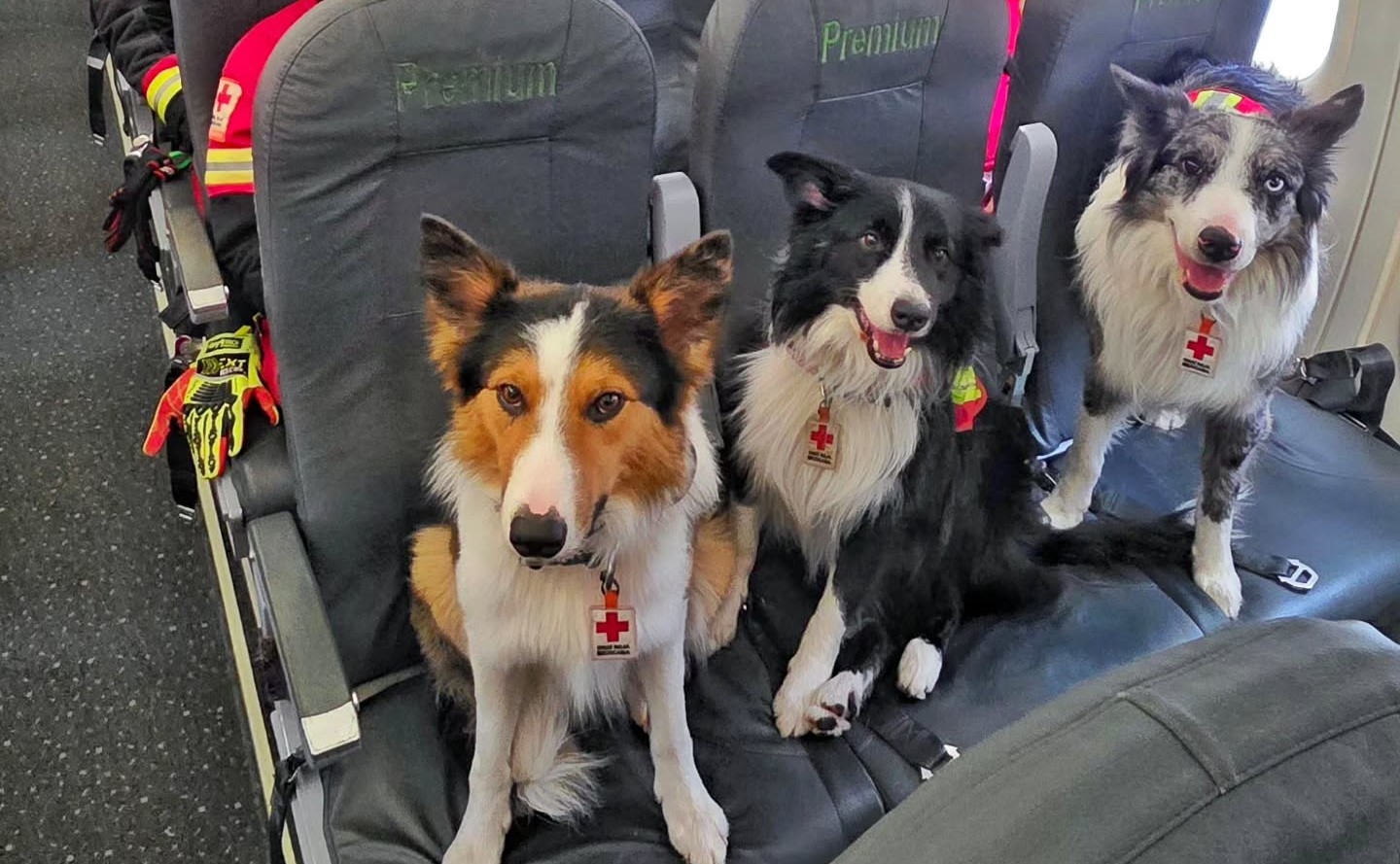 ¿Quiénes son Orly, Balam, Kenai y Halley? Los perros rescatistas mexicanos que ya operan en Venezuela