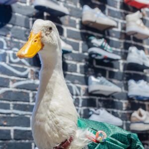 El Pato Merlín, Vistiendo Su Camisola Verde De La Selección Mexicana, Posa Dentro De Una Tienda De Tenis Frente A Un Exhibidor De Calzado Deportivo.