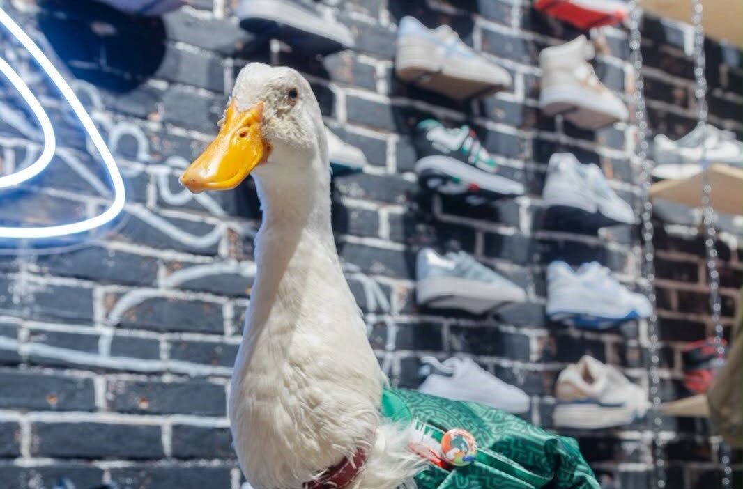 El Pato Merlín, Vistiendo Su Camisola Verde De La Selección Mexicana, Posa Dentro De Una Tienda De Tenis Frente A Un Exhibidor De Calzado Deportivo.