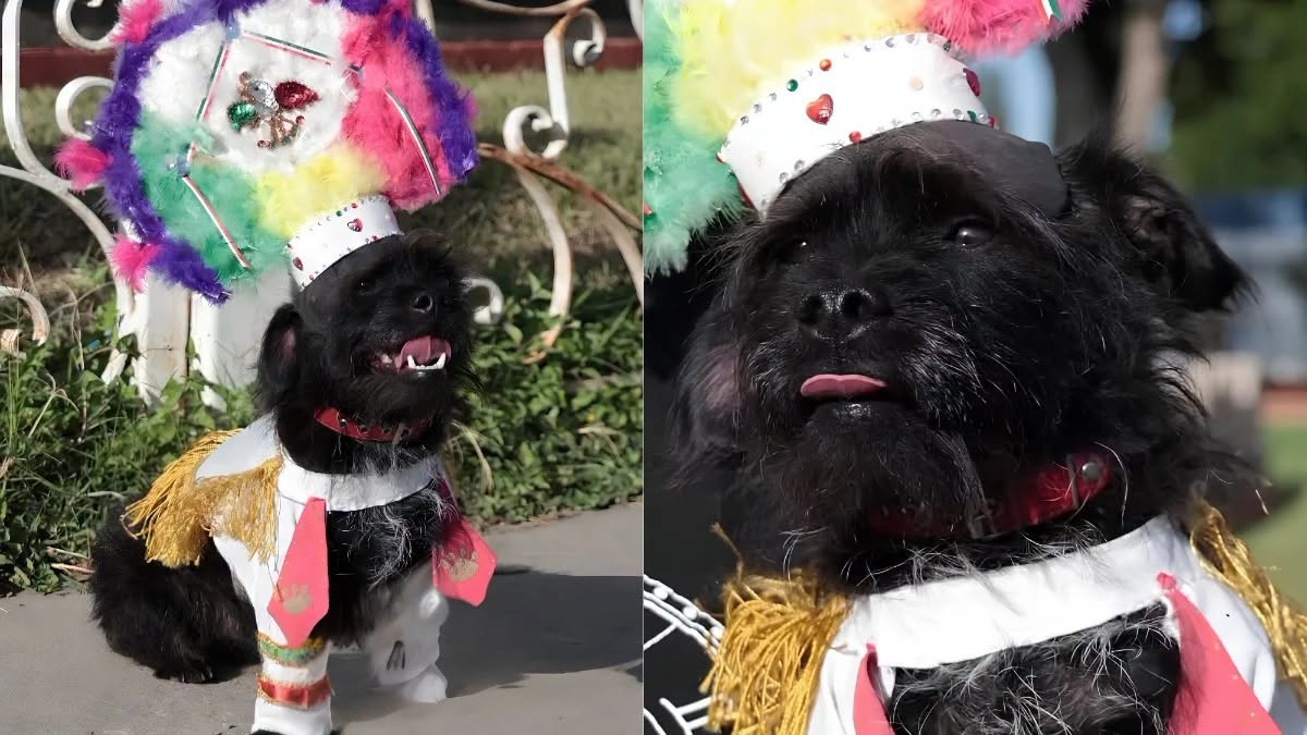 ¡kochi roba miradas en la guelaguetza 2026! El perrito rescatado que promueve el bienestar animal con trajes típicos la revista del sureste mx Collage De Kochi El Perrito De La Guelaguetza Mostrando Su Atuendo De La Danza De La Pluma En Cuerpo Completo Y En Primer Plano.