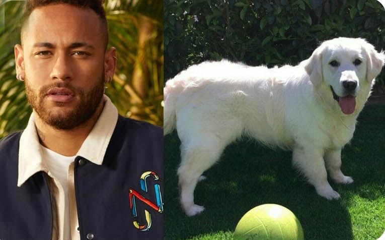 Una vida 'de perros': las estrellas del fútbol mundial y su amor por las mascotas la revista del sureste mx Composición De Imagen Que Muestra A Neymar A La Izquierda Y A Su Perro Golden Retriever, Poker, A La Derecha, Jugando En El Césped Con Una Pelota.