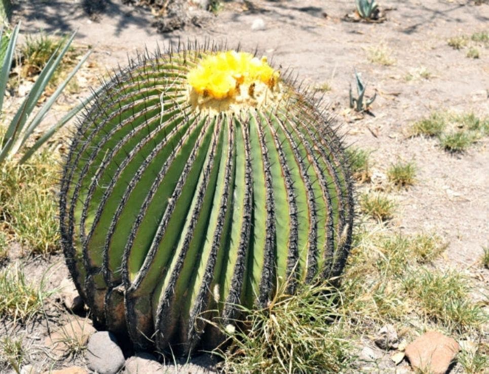 Ejemplar Esférico De Biznaga De Dulce (Echinocactus Platyacanthus) Floreciendo Con Pequeñas Flores Amarillas En Un Terreno Árido, Especie Silvestre Protegida De La Cual Se Extraía El Acitrón.