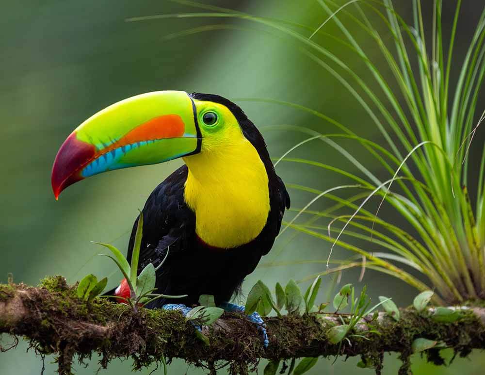 La familia de tucanes que enamora a champotón: nacen crías y activan blindaje para su protección la revista del sureste mx Tucán Pico Iris Posado En Una Rama Con Musgo En El Hábitat Donde La Familia De Tucanes Que Enamora A Champotón Nacen Crías Y Activan Blindaje Para Su Protección.
